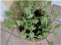 sedum palmeri